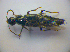  ( - BC ZSM COL 03214)  @11 [ ] CreativeCommons - Attribution Non-Commercial Share-Alike (2012) Zoologische Staatssammlung Muenchen SNSB, Zoologische Staatssammlung Muenchen