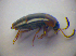  ( - BC ZSM COL 03220)  @12 [ ] CreativeCommons - Attribution Non-Commercial Share-Alike (2012) Zoologische Staatssammlung Muenchen SNSB, Zoologische Staatssammlung Muenchen