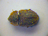  ( - BFB_Col_FK_3336)  @11 [ ] CreativeCommons - Attribution Non-Commercial Share-Alike (2012) Zoologische Staatssammlung Muenchen SNSB, Zoologische Staatssammlung Muenchen
