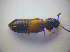  ( - BFB_Col_FK_3342)  @12 [ ] CreativeCommons - Attribution Non-Commercial Share-Alike (2012) Zoologische Staatssammlung Muenchen SNSB, Zoologische Staatssammlung Muenchen