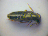  (Aleochara sparsa - BFB_Col_FK_3344)  @13 [ ] CreativeCommons - Attribution Non-Commercial Share-Alike (2012) Zoologische Staatssammlung Muenchen SNSB, Zoologische Staatssammlung Muenchen
