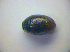  ( - BFB_Col_FK_3349)  @12 [ ] CreativeCommons - Attribution Non-Commercial Share-Alike (2012) Zoologische Staatssammlung Muenchen SNSB, Zoologische Staatssammlung Muenchen