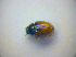  ( - BFB_Col_FK_3350)  @11 [ ] CreativeCommons - Attribution Non-Commercial Share-Alike (2012) Zoologische Staatssammlung Muenchen SNSB, Zoologische Staatssammlung Muenchen