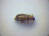  ( - BFB_Col_FK_3360)  @12 [ ] CreativeCommons - Attribution Non-Commercial Share-Alike (2012) Zoologische Staatssammlung Muenchen SNSB, Zoologische Staatssammlung Muenchen
