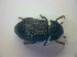  ( - BFB_Col_FK_3400)  @11 [ ] CreativeCommons - Attribution Non-Commercial Share-Alike (2012) Zoologische Staatssammlung Muenchen SNSB, Zoologische Staatssammlung Muenchen
