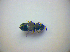  ( - BFB_Col_FK_3406)  @11 [ ] CreativeCommons - Attribution Non-Commercial Share-Alike (2012) Zoologische Staatssammlung Muenchen SNSB, Zoologische Staatssammlung Muenchen