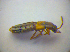  ( - BFB_Col_FK_3406)  @11 [ ] CreativeCommons - Attribution Non-Commercial Share-Alike (2012) Zoologische Staatssammlung Muenchen SNSB, Zoologische Staatssammlung Muenchen