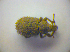  ( - BFB_Col_FK_3413)  @11 [ ] CreativeCommons - Attribution Non-Commercial Share-Alike (2012) Zoologische Staatssammlung Muenchen SNSB, Zoologische Staatssammlung Muenchen