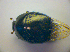  ( - BFB_Col_FK_3417)  @11 [ ] CreativeCommons - Attribution Non-Commercial Share-Alike (2012) Zoologische Staatssammlung Muenchen SNSB, Zoologische Staatssammlung Muenchen