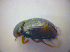  ( - BFB_Col_FK_3518)  @12 [ ] CreativeCommons - Attribution Non-Commercial Share-Alike (2010) Zoologische Staatssammlung Muenchen SNSB, Zoologische Staatssammlung Muenchen