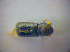  ( - BFB_Col_FK_3546)  @11 [ ] CreativeCommons - Attribution Non-Commercial Share-Alike (2010) Zoologische Staatssammlung Muenchen SNSB, Zoologische Staatssammlung Muenchen