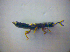  ( - BFB_Col_FK_3549)  @12 [ ] CreativeCommons - Attribution Non-Commercial Share-Alike (2010) Zoologische Staatssammlung Muenchen SNSB, Zoologische Staatssammlung Muenchen