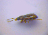  ( - BFB_Col_FK_3576)  @12 [ ] CreativeCommons - Attribution Non-Commercial Share-Alike (2010) Zoologische Staatssammlung Muenchen SNSB, Zoologische Staatssammlung Muenchen