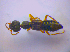  ( - BFB_Col_FK_3583)  @13 [ ] CreativeCommons - Attribution Non-Commercial Share-Alike (2010) Zoologische Staatssammlung Muenchen SNSB, Zoologische Staatssammlung Muenchen