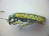  ( - BFB_Col_FK_3639)  @12 [ ] CreativeCommons - Attribution Non-Commercial Share-Alike (2012) Zoologische Staatssammlung Muenchen SNSB, Zoologische Staatssammlung Muenchen