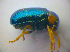  ( - BFB_Col_FK_3651)  @12 [ ] CreativeCommons - Attribution Non-Commercial Share-Alike (2012) Zoologische Staatssammlung Muenchen SNSB, Zoologische Staatssammlung Muenchen