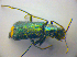  (Clanoptilus elegans - BFB_Col_FK_3653)  @13 [ ] CreativeCommons - Attribution Non-Commercial Share-Alike (2012) Zoologische Staatssammlung Muenchen SNSB, Zoologische Staatssammlung Muenchen