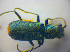  ( - BFB_Col_FK_3655)  @12 [ ] CreativeCommons - Attribution Non-Commercial Share-Alike (2012) Zoologische Staatssammlung Muenchen SNSB, Zoologische Staatssammlung Muenchen