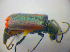  (Malachius rubidus - BFB_Col_FK_3657)  @13 [ ] CreativeCommons - Attribution Non-Commercial Share-Alike (2012) Zoologische Staatssammlung Muenchen SNSB, Zoologische Staatssammlung Muenchen