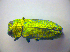  ( - BFB_Col_FK_3665)  @11 [ ] CreativeCommons - Attribution Non-Commercial Share-Alike (2012) Zoologische Staatssammlung Muenchen SNSB, Zoologische Staatssammlung Muenchen