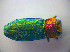  ( - BFB_Col_FK_3666)  @11 [ ] CreativeCommons - Attribution Non-Commercial Share-Alike (2012) Zoologische Staatssammlung Muenchen SNSB, Zoologische Staatssammlung Muenchen