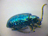 ( - BFB_Col_FK_3671)  @13 [ ] CreativeCommons - Attribution Non-Commercial Share-Alike (2012) Zoologische Staatssammlung Muenchen SNSB, Zoologische Staatssammlung Muenchen