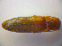  ( - BFB_Col_FK_3676)  @12 [ ] CreativeCommons - Attribution Non-Commercial Share-Alike (2012) Zoologische Staatssammlung Muenchen SNSB, Zoologische Staatssammlung Muenchen