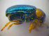  ( - BFB_Col_FK_3691)  @12 [ ] CreativeCommons - Attribution Non-Commercial Share-Alike (2012) Zoologische Staatssammlung Muenchen SNSB, Zoologische Staatssammlung Muenchen