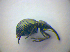  ( - BFB_Col_FK_3696)  @12 [ ] CreativeCommons - Attribution Non-Commercial Share-Alike (2012) Zoologische Staatssammlung Muenchen SNSB, Zoologische Staatssammlung Muenchen