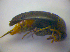  ( - BFB_Col_FK_3920)  @11 [ ] CreativeCommons - Attribution Non-Commercial Share-Alike (2012) Zoologische Staatssammlung Muenchen SNSB, Zoologische Staatssammlung Muenchen