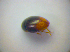  ( - BFB_Col_FK_3938)  @11 [ ] CreativeCommons - Attribution Non-Commercial Share-Alike (2012) Zoologische Staatssammlung Muenchen SNSB, Zoologische Staatssammlung Muenchen