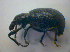  ( - BFB_Col_FK_3952)  @11 [ ] CreativeCommons - Attribution Non-Commercial Share-Alike (2012) Zoologische Staatssammlung Muenchen SNSB, Zoologische Staatssammlung Muenchen