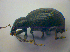  ( - BFB_Col_FK_3953)  @11 [ ] CreativeCommons - Attribution Non-Commercial Share-Alike (2012) Zoologische Staatssammlung Muenchen SNSB, Zoologische Staatssammlung Muenchen