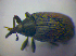  (Rhinusa bipustulata - BFB_Col_FK_3981)  @11 [ ] CreativeCommons - Attribution Non-Commercial Share-Alike (2012) Zoologische Staatssammlung Muenchen SNSB, Zoologische Staatssammlung Muenchen