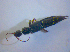  ( - BFB_Col_FK_3802)  @12 [ ] CreativeCommons - Attribution Non-Commercial Share-Alike (2012) Zoologische Staatssammlung Muenchen SNSB, Zoologische Staatssammlung Muenchen