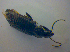  ( - BFB_Col_FK_3820)  @12 [ ] CreativeCommons - Attribution Non-Commercial Share-Alike (2012) Zoologische Staatssammlung Muenchen SNSB, Zoologische Staatssammlung Muenchen