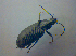  ( - BFB_Col_FK_3821)  @12 [ ] CreativeCommons - Attribution Non-Commercial Share-Alike (2012) Zoologische Staatssammlung Muenchen SNSB, Zoologische Staatssammlung Muenchen