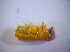  ( - BFB_Col_FK_3855)  @12 [ ] CreativeCommons - Attribution Non-Commercial Share-Alike (2012) Zoologische Staatssammlung Muenchen SNSB, Zoologische Staatssammlung Muenchen