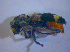  ( - BFB_Col_FK_3870)  @12 [ ] CreativeCommons - Attribution Non-Commercial Share-Alike (2012) Zoologische Staatssammlung Muenchen SNSB, Zoologische Staatssammlung Muenchen