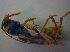  ( - BFB_Col_FK_3877)  @11 [ ] CreativeCommons - Attribution Non-Commercial Share-Alike (2012) Zoologische Staatssammlung Muenchen SNSB, Zoologische Staatssammlung Muenchen