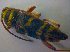  ( - BFB_Col_FK_3878)  @11 [ ] CreativeCommons - Attribution Non-Commercial Share-Alike (2012) Zoologische Staatssammlung Muenchen SNSB, Zoologische Staatssammlung Muenchen