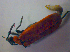  ( - BFB_Col_FK_3880)  @12 [ ] CreativeCommons - Attribution Non-Commercial Share-Alike (2012) Zoologische Staatssammlung Muenchen SNSB, Zoologische Staatssammlung Muenchen