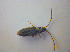  ( - BFB_Col_FK_3884)  @13 [ ] CreativeCommons - Attribution Non-Commercial Share-Alike (2012) Zoologische Staatssammlung Muenchen SNSB, Zoologische Staatssammlung Muenchen