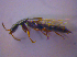 ( - BFB_Col_FK_4041)  @12 [ ] CreativeCommons - Attribution Non-Commercial Share-Alike (2012) Zoologische Staatssammlung Muenchen SNSB, Zoologische Staatssammlung Muenchen