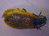  ( - BFB_Col_FK_4053)  @13 [ ] CreativeCommons - Attribution Non-Commercial Share-Alike (2012) Zoologische Staatssammlung Muenchen SNSB, Zoologische Staatssammlung Muenchen