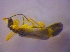  ( - BFB_Col_FK_4072)  @12 [ ] CreativeCommons - Attribution Non-Commercial Share-Alike (2012) Zoologische Staatssammlung Muenchen SNSB, Zoologische Staatssammlung Muenchen