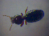  ( - BFB_Col_FK_4386)  @12 [ ] CreativeCommons - Attribution Non-Commercial Share-Alike (2012) Zoologische Staatssammlung Muenchen SNSB, Zoologische Staatssammlung Muenchen