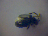  ( - BFB_Col_FK_4392)  @12 [ ] CreativeCommons - Attribution Non-Commercial Share-Alike (2012) Zoologische Staatssammlung Muenchen SNSB, Zoologische Staatssammlung Muenchen