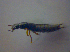  ( - BFB_Col_FK_4398)  @12 [ ] CreativeCommons - Attribution Non-Commercial Share-Alike (2012) Zoologische Staatssammlung Muenchen SNSB, Zoologische Staatssammlung Muenchen