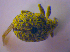  (Cionus longicollis - BFB_Col_FK_4426)  @12 [ ] CreativeCommons - Attribution Non-Commercial Share-Alike (2012) Zoologische Staatssammlung Muenchen SNSB, Zoologische Staatssammlung Muenchen